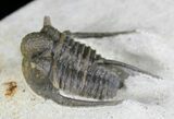 Cyphaspis Trilobite From Morocco #24806-2